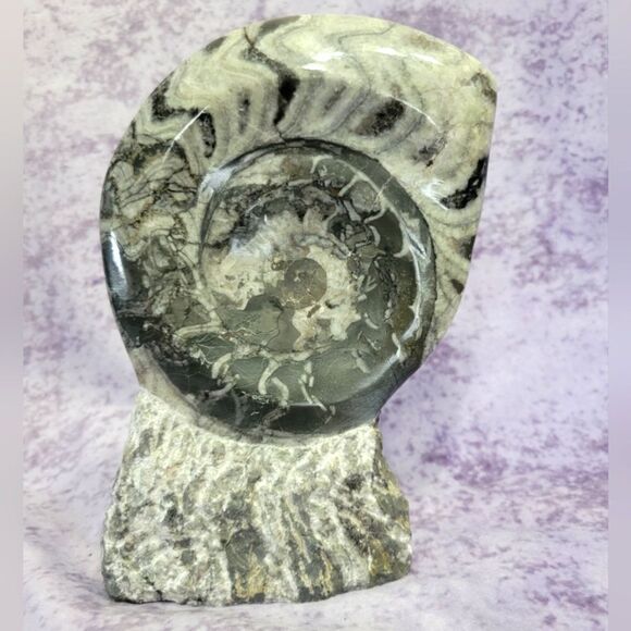 Ammonite & Goniatte Fossil Free Standing - Picture 1 of 9